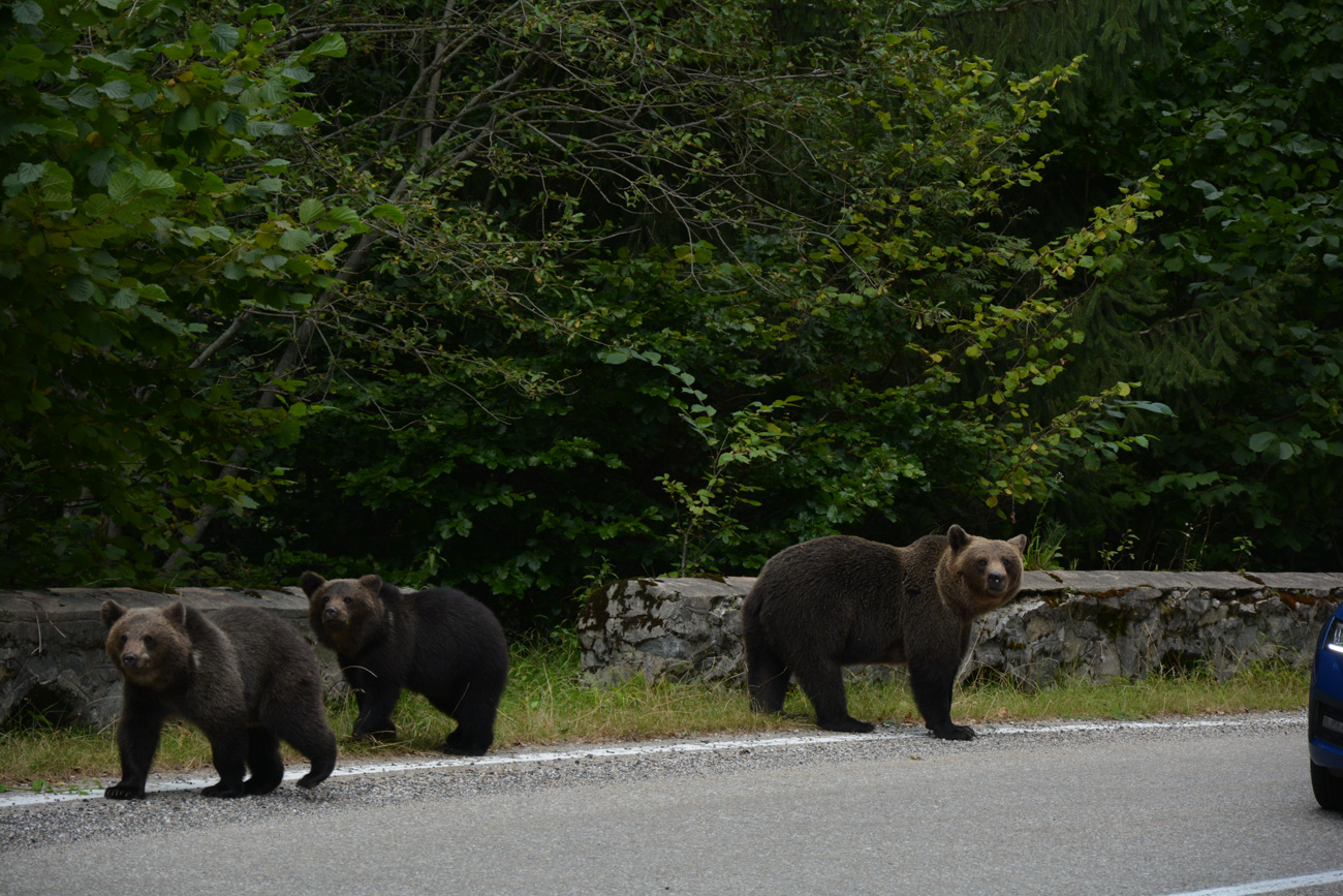 Romania’s Brown Bears: Guardians of the Carpathian Wilderness