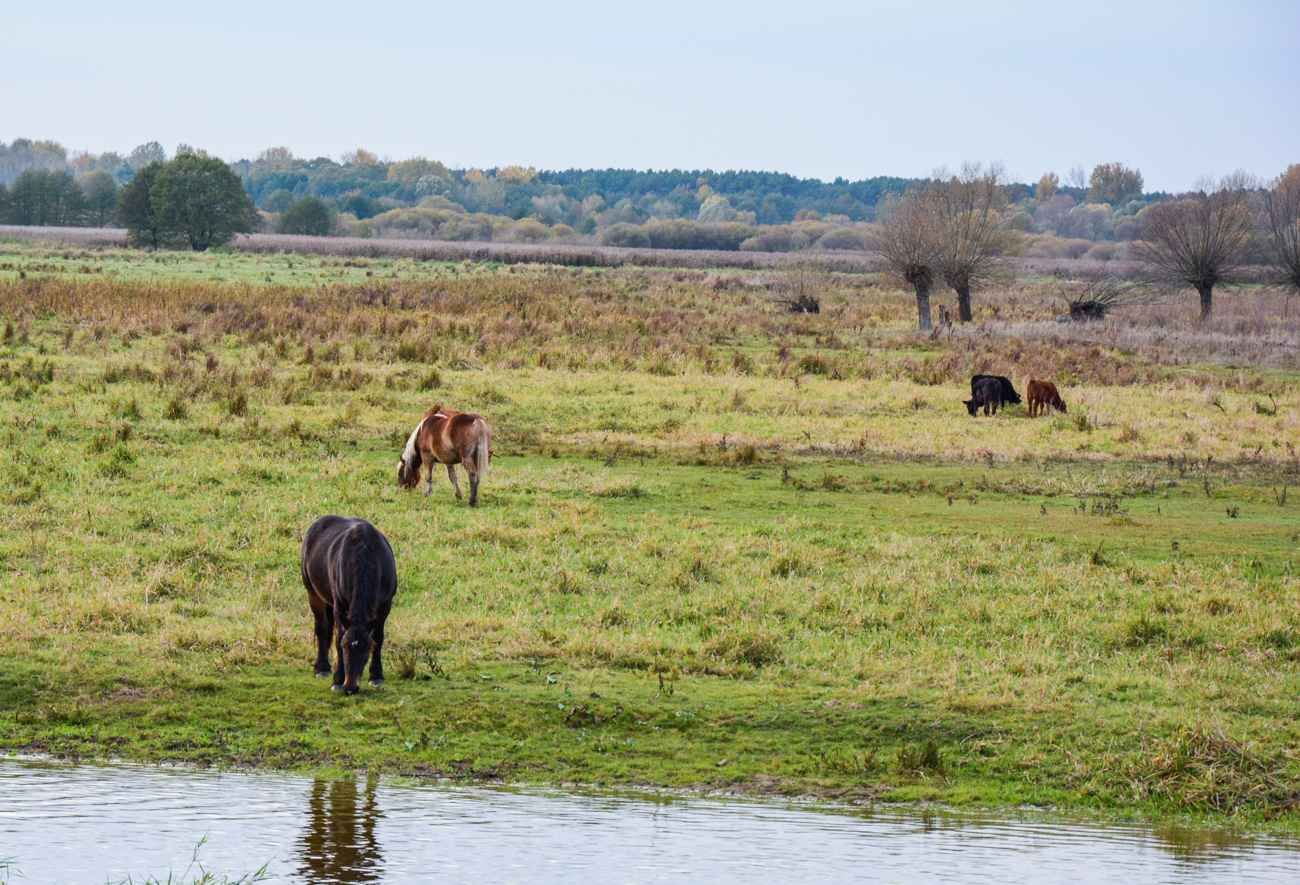 Poland’s Wild Horses: Guardians of Biodiversity in Untamed Landscapes